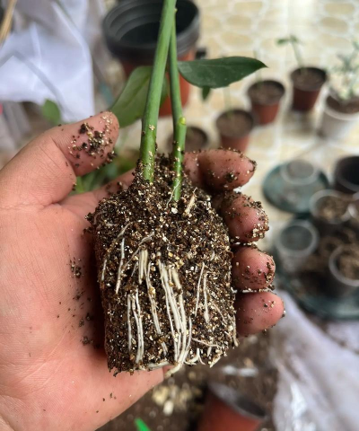 家庭养花用生根粉