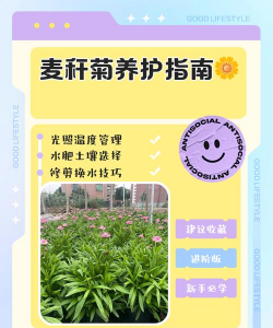 麦秆菊冬天怎么养