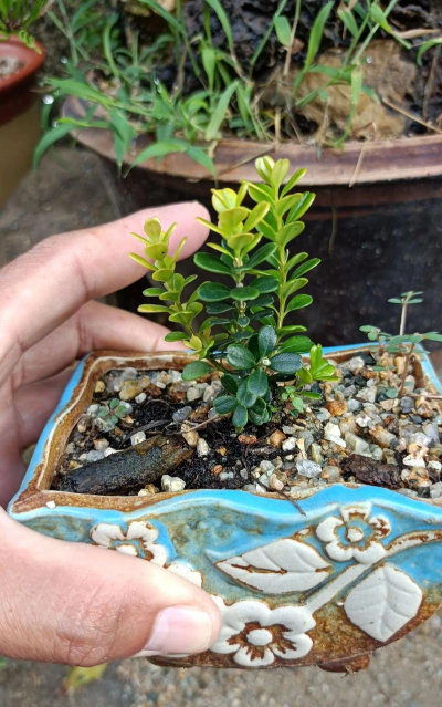 珍珠黄杨小苗怎么养