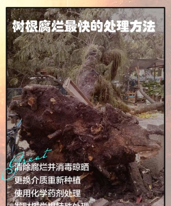 光棍树根烂了怎么办
