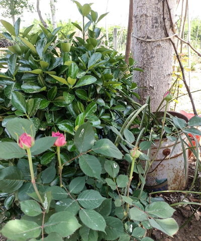 家庭养花用生根粉