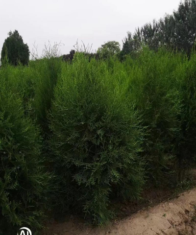 陕西侧柏基地有哪些优势，陕西侧柏种植技术。