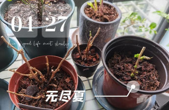 家庭养花用生根粉