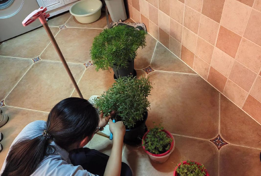 家庭养花用生根粉