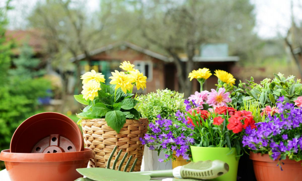 家庭养花用生根粉