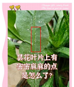 花叶有白点是怎么回事