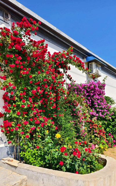 家庭养花用生根粉