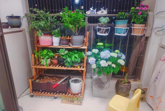 家庭养花用生根粉