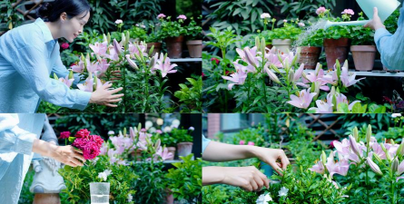 家庭养花用生根粉