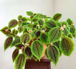 皱叶冷水花怎么长