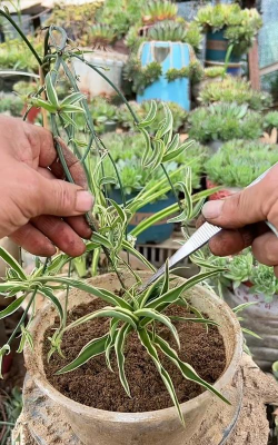 家庭养花用生根粉