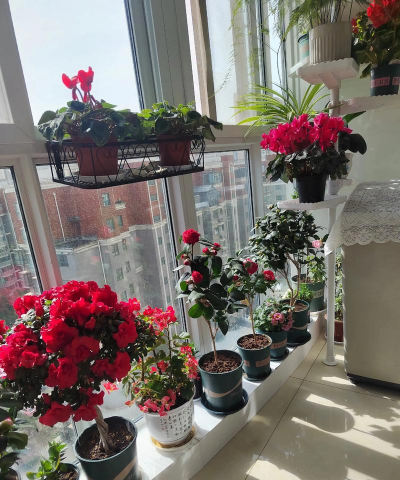 家庭养花用生根粉