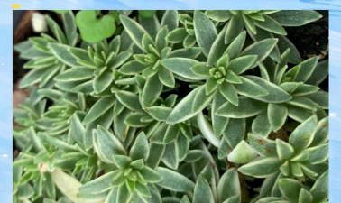 姬吹雪徒长怎么办