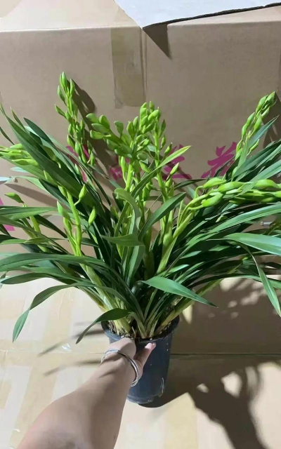 家庭养花用生根粉