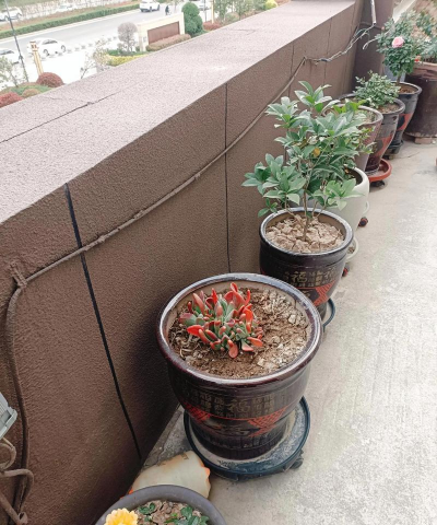 家庭养花用生根粉