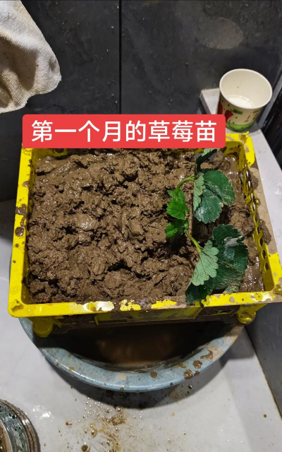 怎么看草莓栽活了