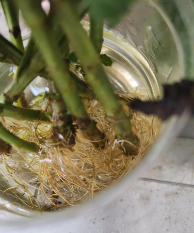 家庭养花用生根粉