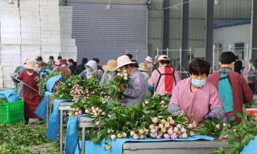 家庭养花用生根粉