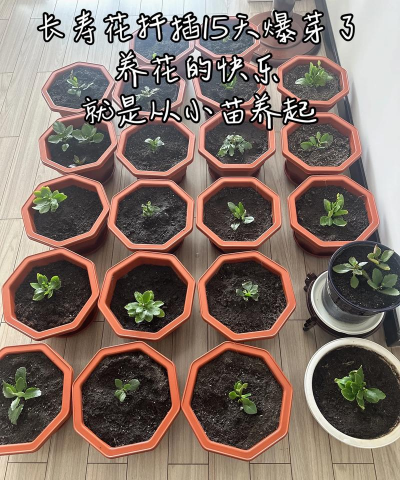 家庭养花用生根粉