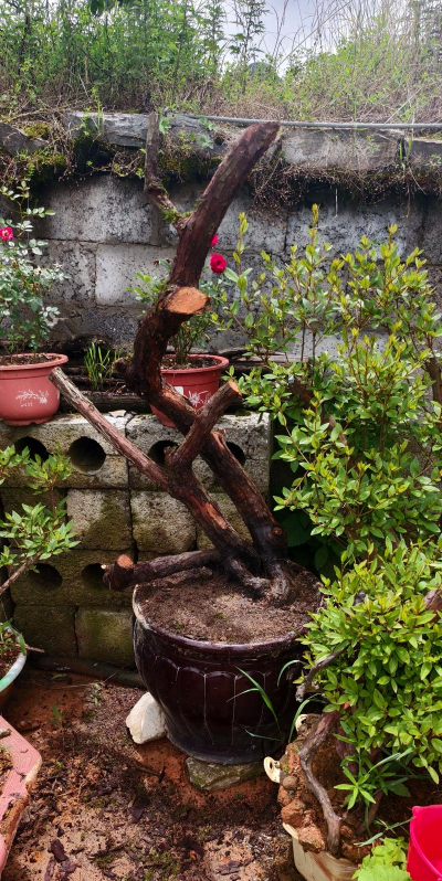 野蔷薇老桩怎么种