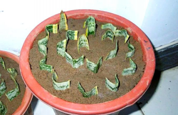 家庭养花用生根粉