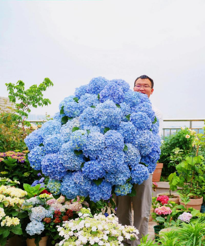 家庭养花用生根粉