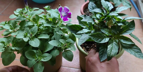 家庭养花用生根粉