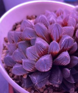 大紫玉露怎么样