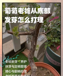 葡萄盆栽发芽后怎么管理