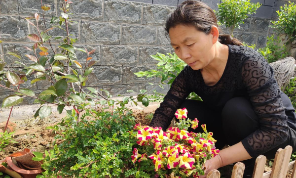 家庭养花用生根粉