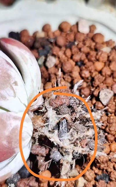 多肉植物怎么长白根