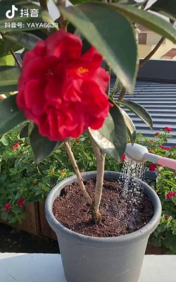 家庭养花用生根粉