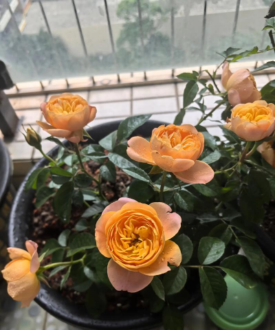 香水月季怎么养开花