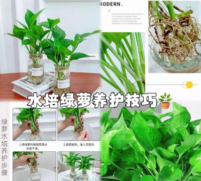 家庭养花用生根粉