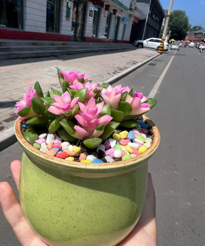 家庭养花用生根粉