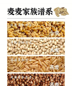 小麦里还有什么