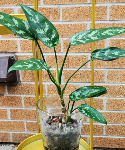 黑美人绿植怎么养