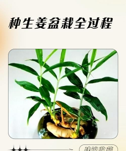 鲜姜是怎么生长的