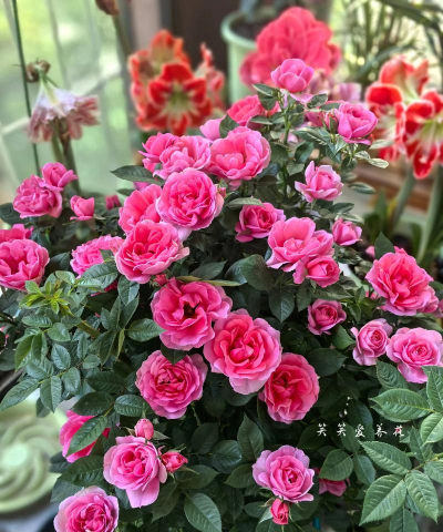 家庭养花用生根粉