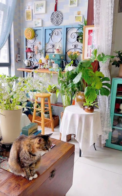 家庭养花用生根粉