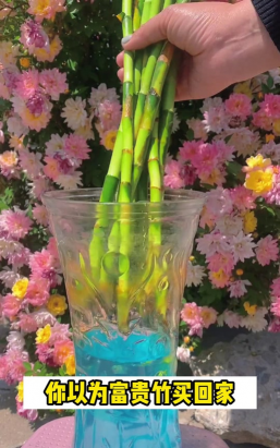 家庭养花用生根粉