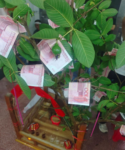 家庭养花用生根粉