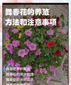 舞春花花期怎么养护