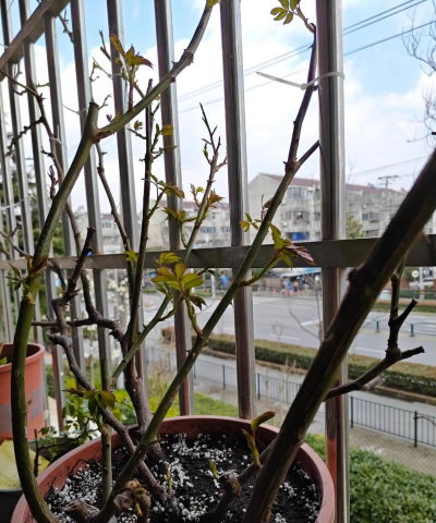 家庭养花用生根粉