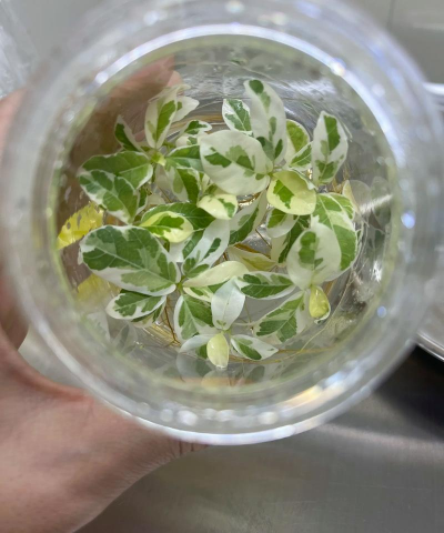 家庭养花用生根粉