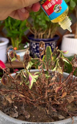 家庭养花用生根粉