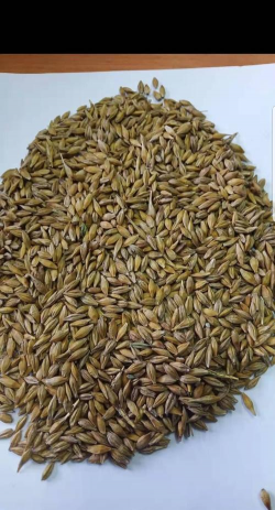 发酵大麦皮养花