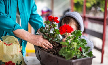 家庭养花用生根粉