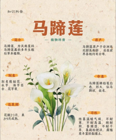 马蹄莲花怎么搞