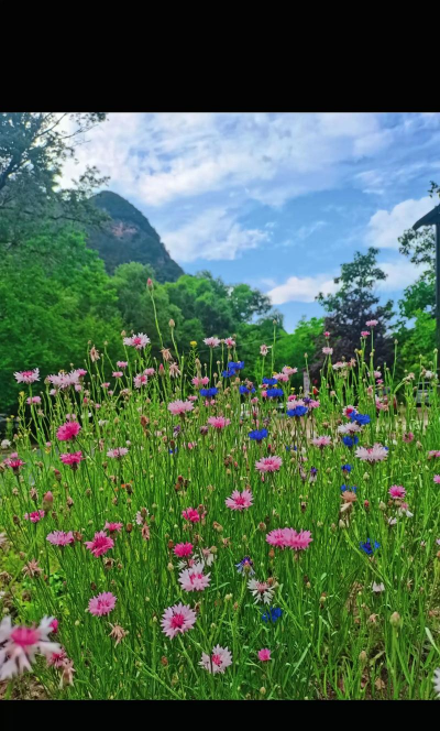 大山深处自然养花